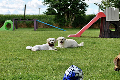 happy campers pet hotel dog daycare services carlow